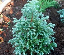 Кипарисовик горохоплодный Булевард (Chamaecyparis pisifera 'Boulevard')