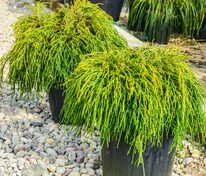 Кипарисовик горохоплодный Санголд (Chamaecyparis pisifera 'Sungold')