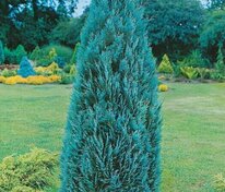 Кипарисовик Лавсона Колумнарис (Chamaecyparis lawsoniana 'Columnaris')