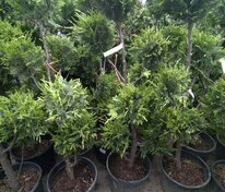 Купрессоципарис Лейланда Голд Райдер (× Cupressocyparis leylandii 'Gold Rider')