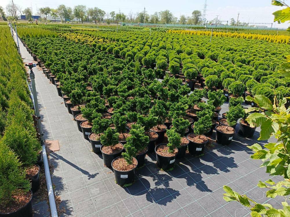 Кипарисовик тупой Нана Грацилис (Chamaecyparis obtusa 'Nana Gracilis')