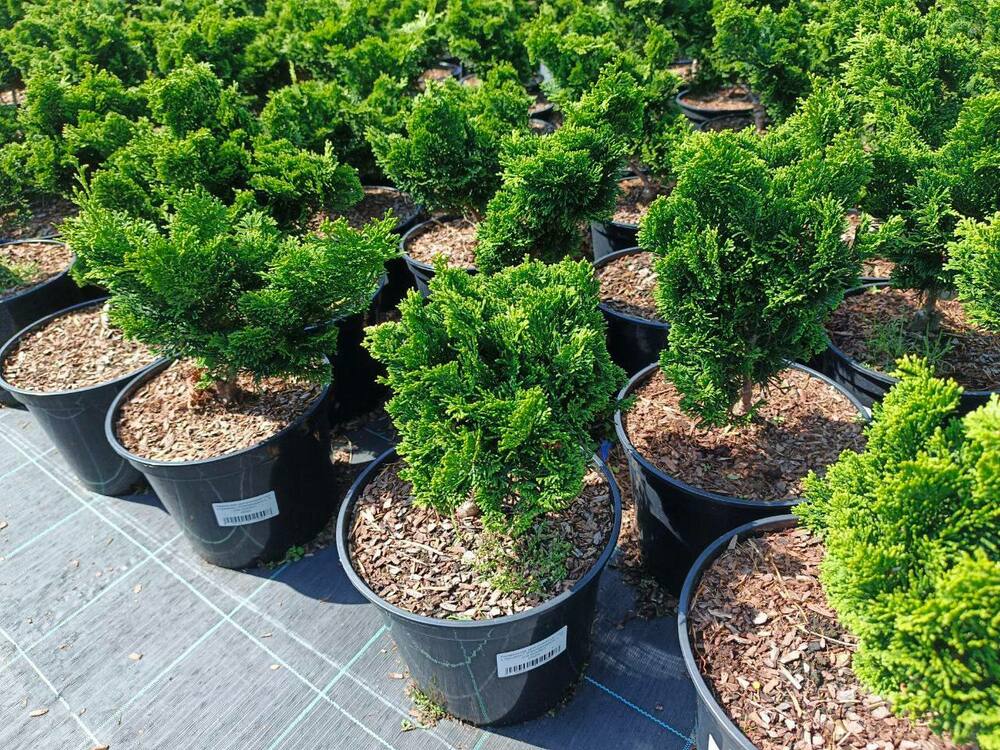 Кипарисовик тупой Нана Грацилис (Chamaecyparis obtusa 'Nana Gracilis')