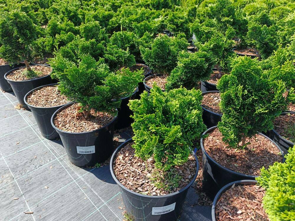 Кипарисовик тупой Нана Грацилис (Chamaecyparis obtusa 'Nana Gracilis')