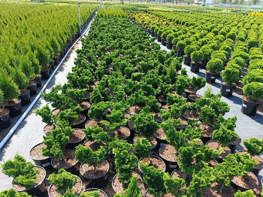 Кипарисовик тупой Нана Грацилис (Chamaecyparis obtusa 'Nana Gracilis')