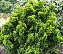 Кипарисовик тупой "Nana Gracilis" (Нана Грацилис)