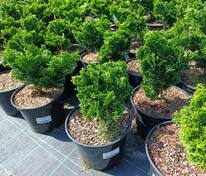 Кипарисовик тупой Нана Грацилис (Chamaecyparis obtusa 'Nana Gracilis')