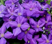 Клематис Жакмана (Clematis 'Jackmanii')