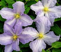 Клематис Блю Энджел (Clematis 'Blue Angel')
