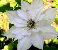 Клематис Матка Седлиска (Clematis 'Matka Siedliska')