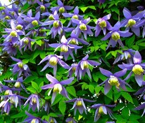 Клематис альпийский (Clematis alpina)