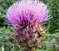 Артишок испанский (Cynara cardunculus)