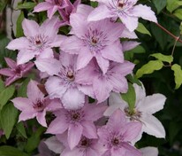 Клематис гибридный (Clematis × hybrida)