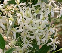 Клематис жгучий (Clematis flammula)