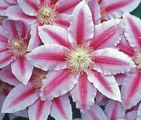 Клематис крупноцветковый Биз Джубили (Clematis 'Bees Jubilee')