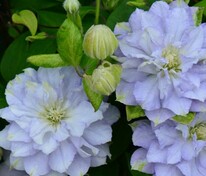 Клематис крупноцветковый Даймонд Болл (Clematis 'Diamond Ball')
