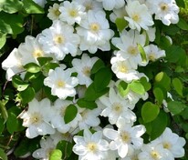 Клематис крупноцветковый Ежи Попелушко (Clematis 'Jerzy Popieluszko')