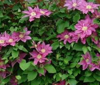 Клематис крупноцветковый Вино (Clematis 'Vino')