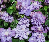 Клематис крупноцветковый Вивиан Пеннелл (Clematis 'Vyvyan Pennell')