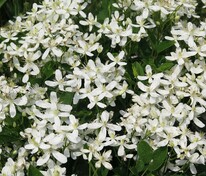 Клематис маньчжурский (Clematis mandschurica)