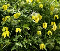 Клематис тангутский (Clematis tangutica)