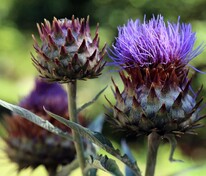 Артишок посевной (настоящий, колючий) (Cynara scolymus)