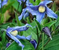 Клематис цельнолистный (Clematis integrifolia)