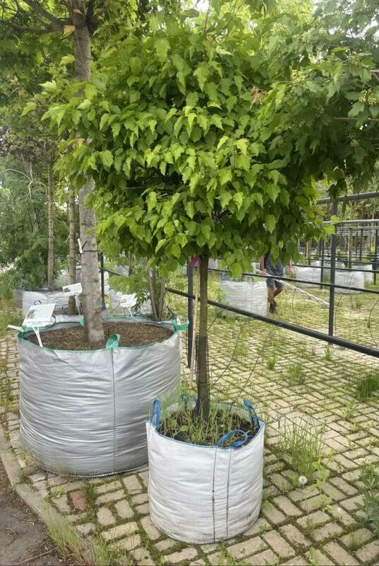 Клён Гиннала (Acer ginnala)