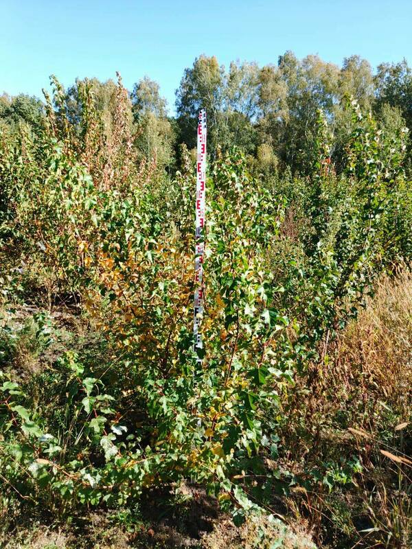 Клён Гиннала (Acer ginnala)