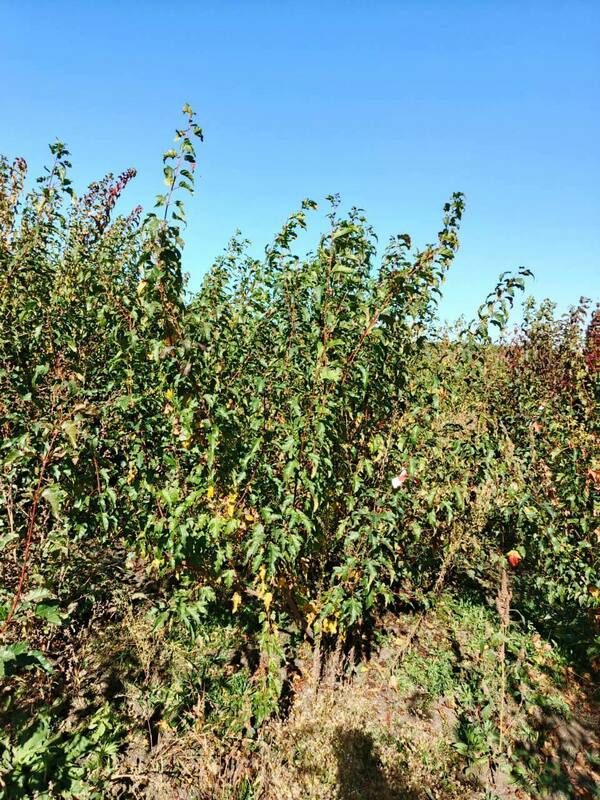 Клён Гиннала (Acer ginnala)