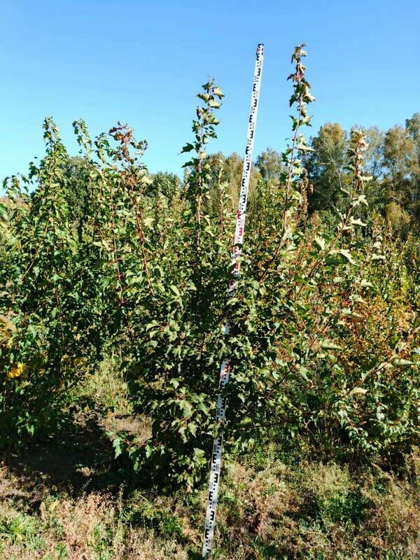 Клён Гиннала (Acer ginnala)