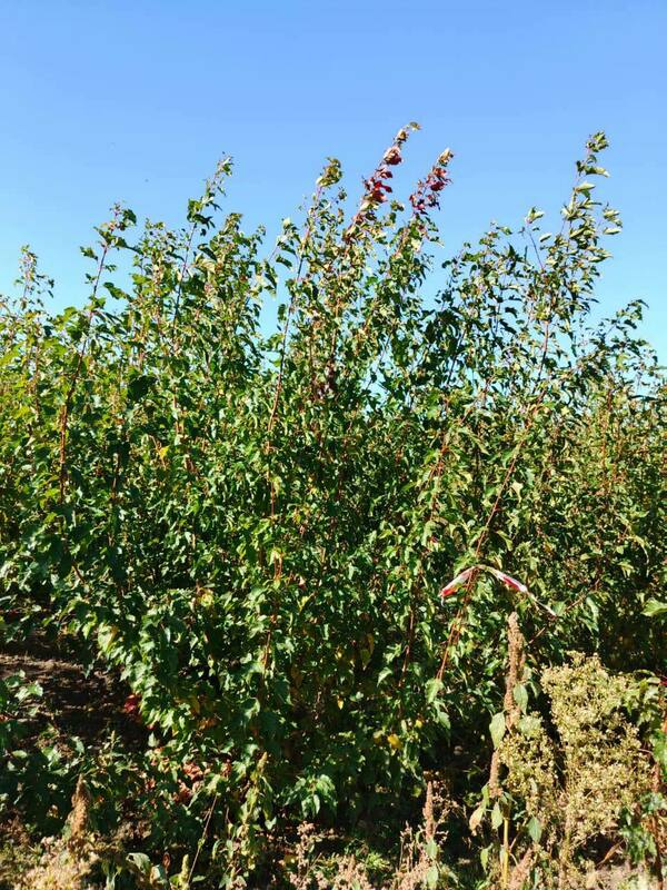 Клён Гиннала (Acer ginnala)