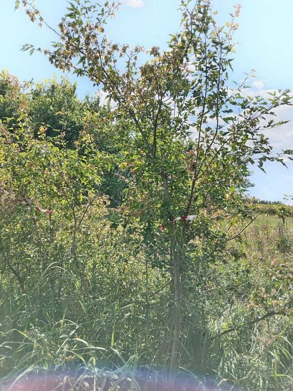 Клён Гиннала (Acer ginnala)