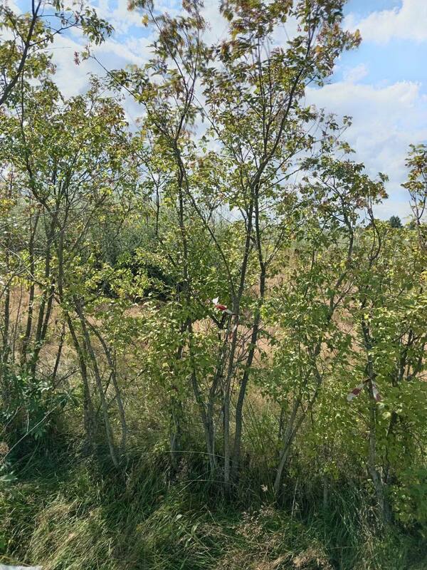 Клён Гиннала (Acer ginnala)