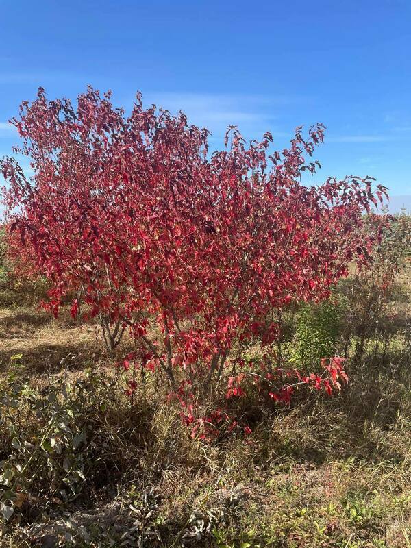 Клён Гиннала (Acer ginnala)