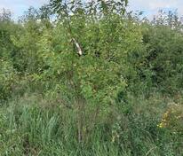 Клён Гиннала (Acer ginnala)