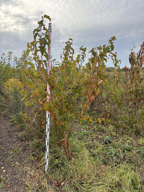 Клён Гиннала (Acer ginnala) ф. куст