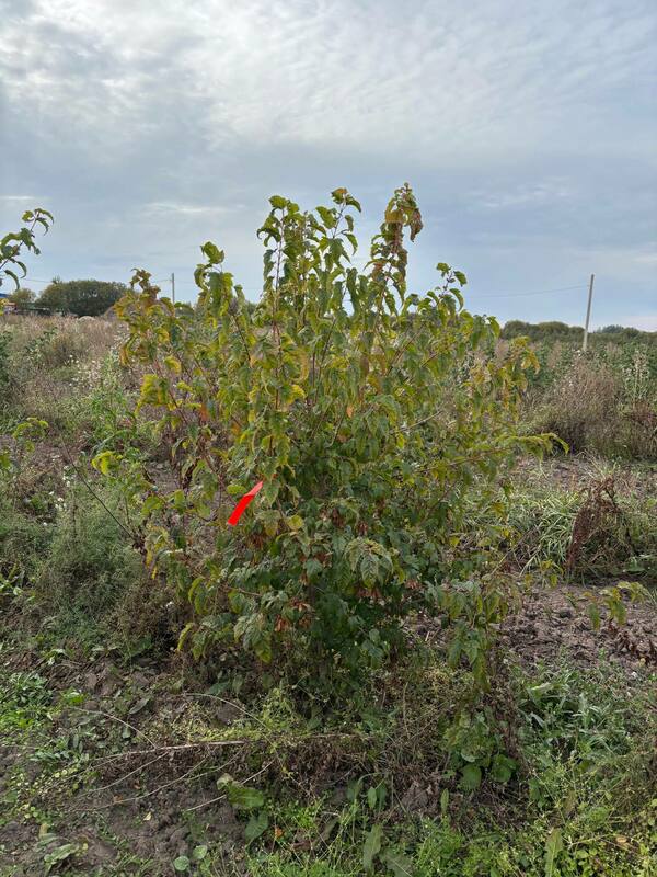 Клён Гиннала (Acer ginnala) ф. куст