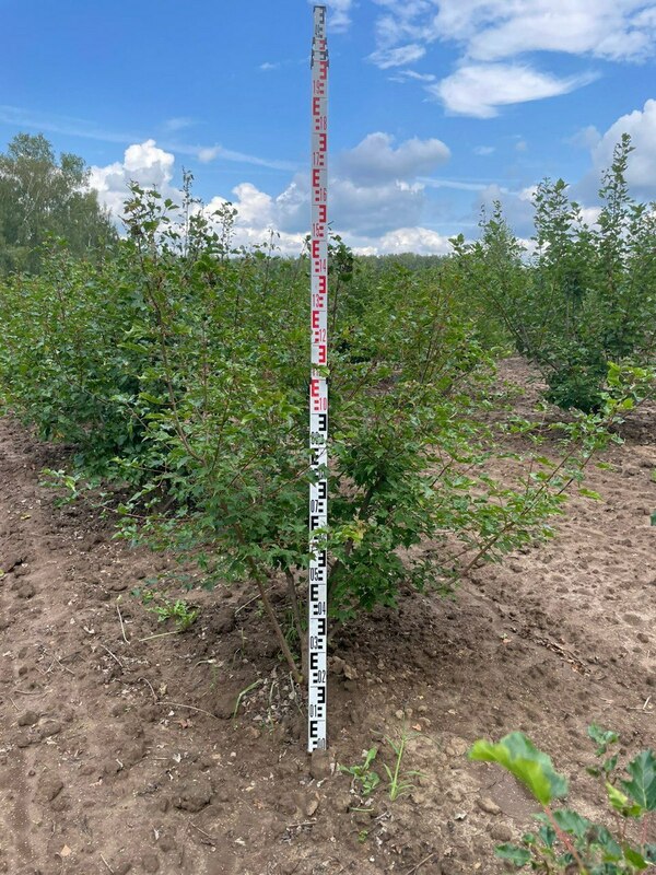 Клён Гиннала (Acer ginnala) ф. куст