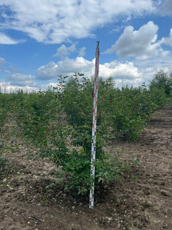 Клён Гиннала (Acer ginnala) ф. куст