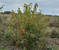 Клен Гиннала кустовая форма