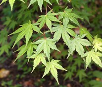 Клён дланевидный (Acer palmatum)
