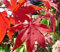 Клён дланевидный Диссектум (Acer palmatum 'Dissectum')