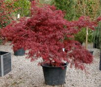 Клён дланевидный Сангокаку (Acer palmatum 'Sangokaku')