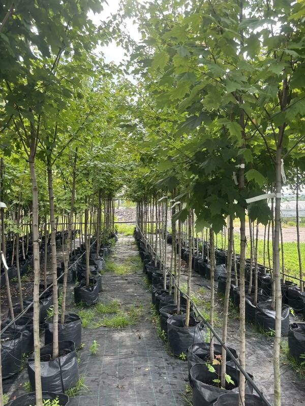 Клён красный (Acer rubrum)