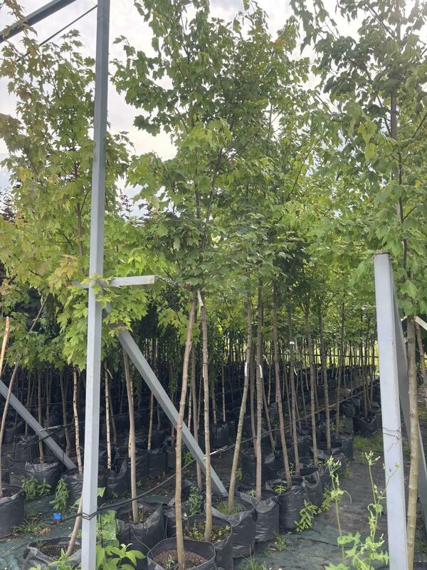 Клён красный (Acer rubrum)