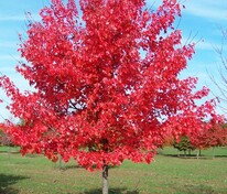 Клён красный (Acer rubrum)