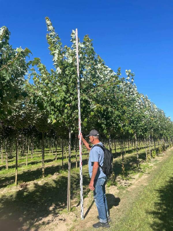 Клён красный Армстронг (Acer rubrum 'Armstrong')