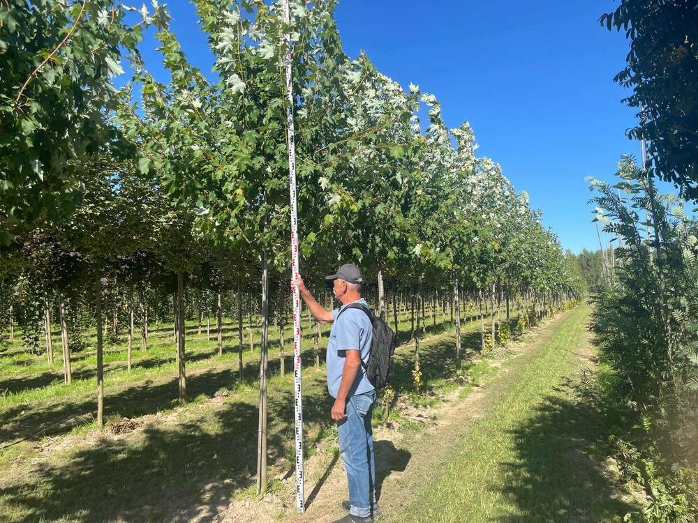 Клён красный Армстронг (Acer rubrum 'Armstrong')