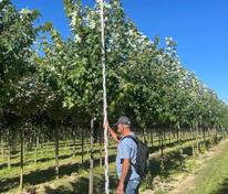 Клен красный "Armstrong" (Армстронг)