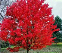 Клён красный Октобер Глори (Acer rubrum 'October Glory')